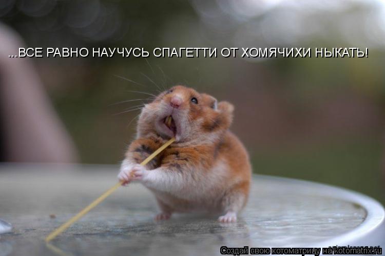 ...ВСЕ РАВНО НАУЧУСЬ СПАГЕТТИ ОТ ХОМЯЧИХИ НЫКАТЬ!... Котоматрица: ...ВСЕ РАВНО НАУЧУСЬ СПАГЕТТИ ОТ ХОМЯЧИХИ НЫКАТЬ!