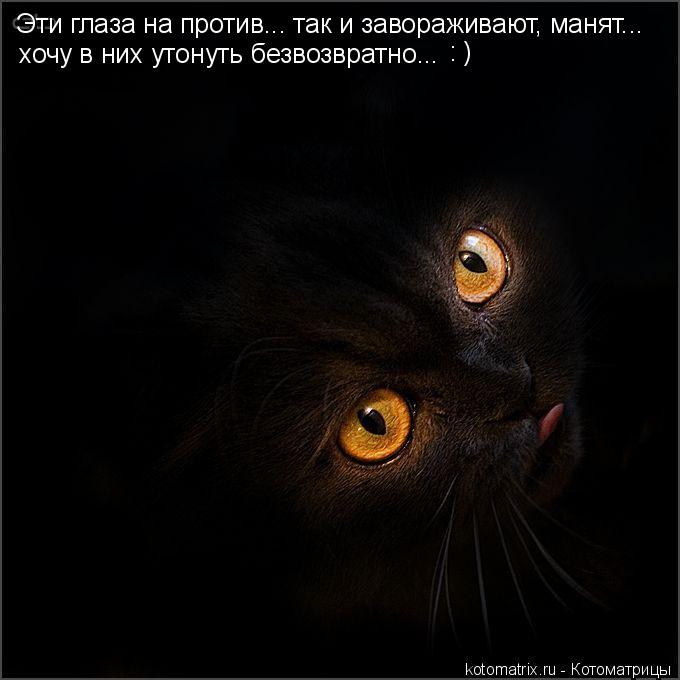 Котоматрица: Эти глаза на против... так и завораживают, манят... хочу в них утонуть безвозвратно... : )