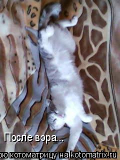 После вэра...... Котоматрица: После вэра...