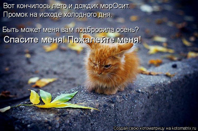 Котоматрица: Быть может меня вам подбросила осень? Спасите меня! Пожалейте меня! Вот кончилось лето,и дождик морОсит. Промок на исходе холодного дня.