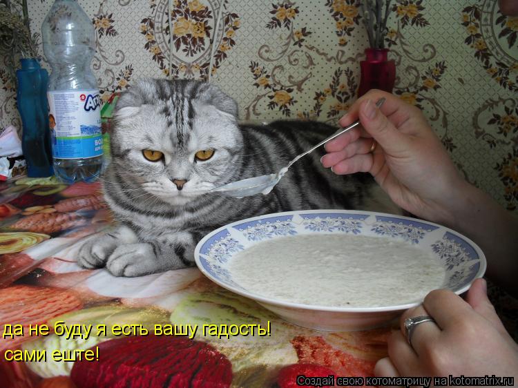 Котоматрица: да не буду я есть вашу гадость! сами еште!