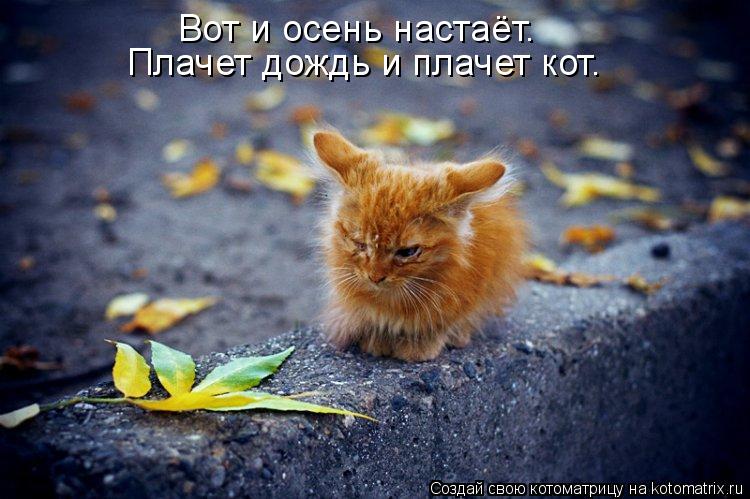 Котоматрица: Вот и осень настаёт. Плачет дождь и плачет кот.