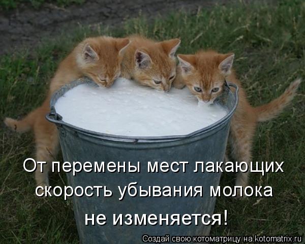 От перемены мест лакающих скорость убывания молока не изменяется!... Котоматрица: От перемены мест лакающих скорость убывания молока не изменяется!