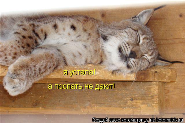 Котоматрица: я устала! а поспать не дают!