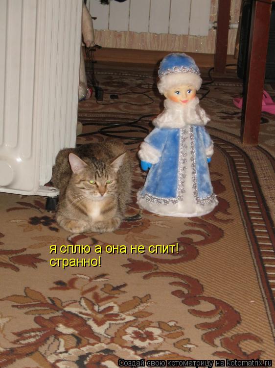 Котоматрица: я сплю а она не спит! странно!