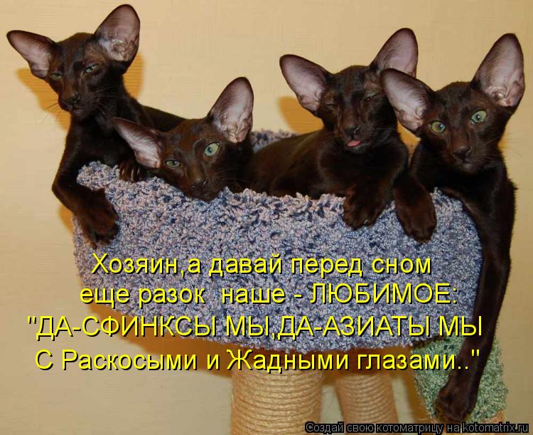 Хозяин,а давай перед сном еще разок наше - ЛЮБИМОЕ: "ДА-СФИНКСЫ МЫ,ДА-АЗИАТЫ МЫ С Раскосыми и Жадн... Котоматрица: Хозяин,а давай перед сном еще разок наше - ЛЮБИМОЕ: "ДА-СФИНКСЫ МЫ,ДА-АЗИАТЫ МЫ С Раскосыми и Жадными глазами.."