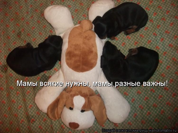 Мамы всякие нужны, мамы разные важны!... Котоматрица: Мамы всякие нужны, мамы разные важны!