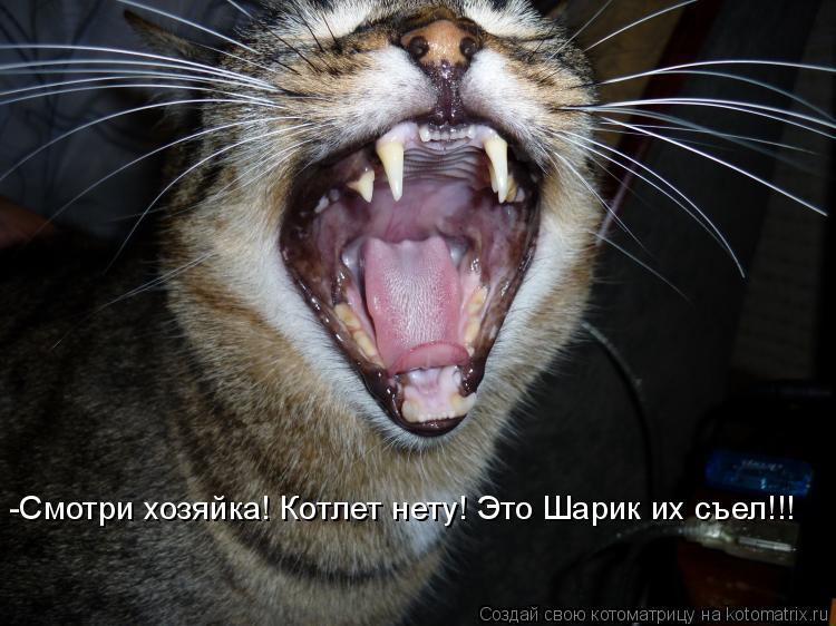 Котоматрица: -Смотри хозяйка! Котлет нету! Это Шарик их съел!!!