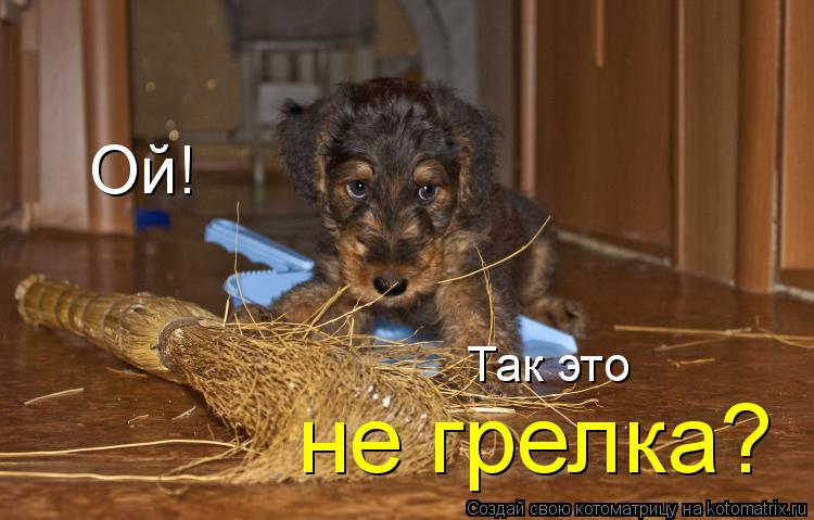 Котоматрица: Ой! Так это не грелка?