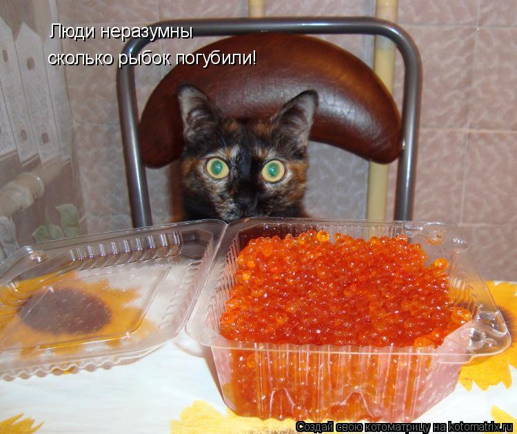 Котоматрица: Люди неразумны сколько рыбок погубили!