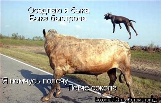 Котоматрица: Оседлаю я быка Быка быстрова Я помчусь полечу Легче сокола