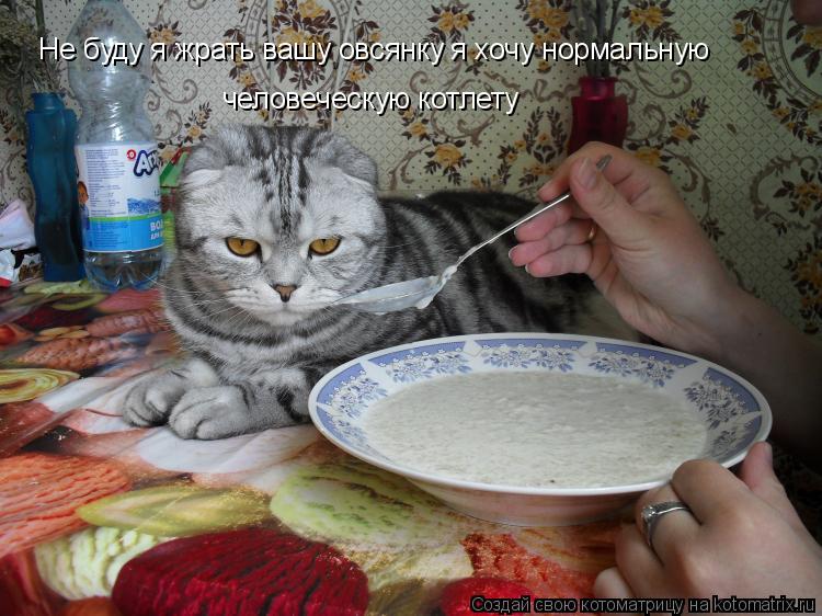 Котоматрица: Не буду я жрать вашу овсянку я хочу нормальную  человеческую котлету
