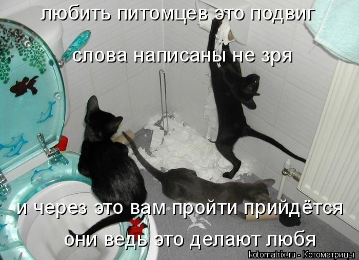 Котоматрица: и через это вам пройти прийдётся они ведь это делают любя любить питомцев это подвиг слова написаны не зря