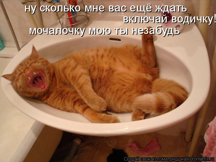 Котоматрица: мочалочку мою ты незабудь ну сколько мне вас ещё ждать включай водичку!