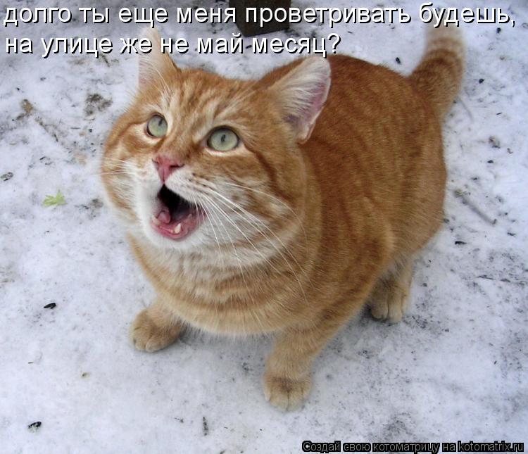 долго ты еще меня проветривать будешь, на улице же не май месяц?... Котоматрица: долго ты еще меня проветривать будешь, на улице же не май месяц?