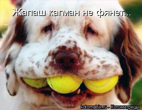 Жапаш кагман не фянет...... Котоматрица: Жапаш кагман не фянет...