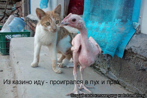 Из казино иду - проигрался в пух и прах...... Котоматрица: Из казино иду - проигрался в пух и прах...