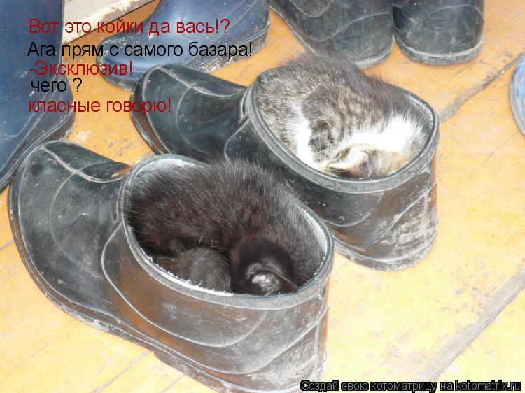 Вот это койки да вась!? Ага прям с самого базара! -Эксклюзив! чего ? класные говорю!... Котоматрица: Вот это койки да вась!? Ага прям с самого базара! -Эксклюзив! чего ? класные говорю!