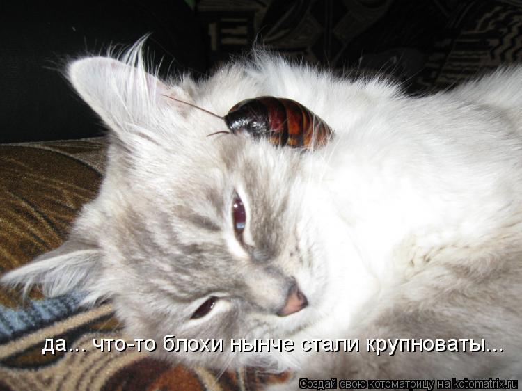 да... что-то блохи нынче стали крупноваты...... Котоматрица: да... что-то блохи нынче стали крупноваты...