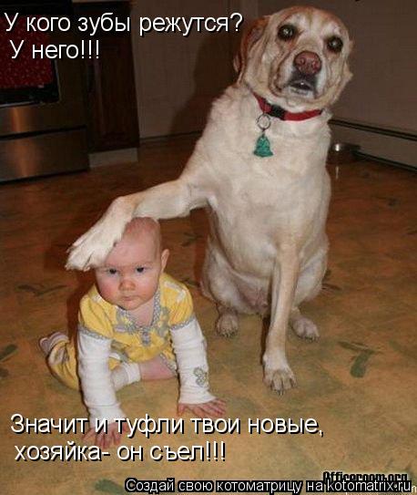 У кого зубы режутся? У него!!! Значит и туфли твои новые, хозяйка- он съел!!!... Котоматрица: У кого зубы режутся? У него!!! Значит и туфли твои новые, хозяйка- он съел!!!