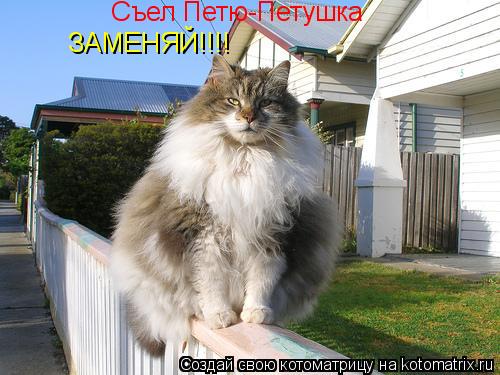 Съел Петю-Петушка ЗАМЕНЯЙ!!!!... Котоматрица: Съел Петю-Петушка ЗАМЕНЯЙ!!!!
