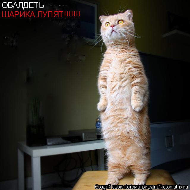 ОБАЛДЕТЬ ШАРИКА ЛУПЯТ!!!!!!!... Котоматрица: ОБАЛДЕТЬ ШАРИКА ЛУПЯТ!!!!!!!