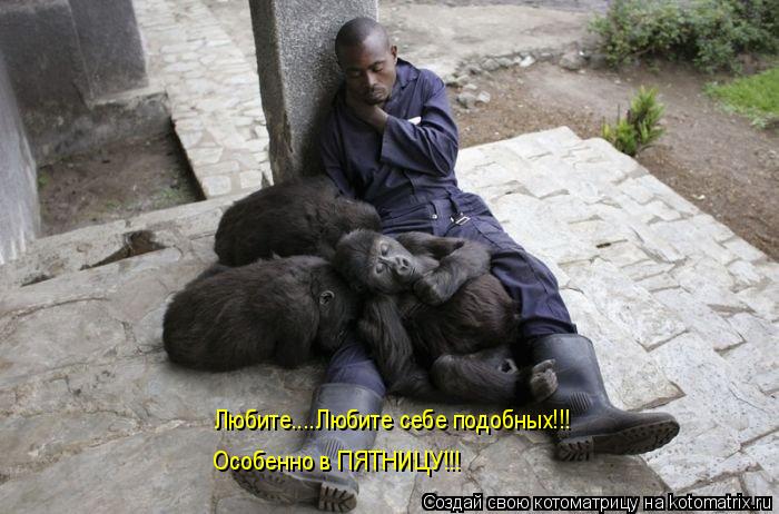 Любите....Любите себе подобных!!! Особенно в ПЯТНИЦУ!!!... Котоматрица: Любите....Любите себе подобных!!! Особенно в ПЯТНИЦУ!!!