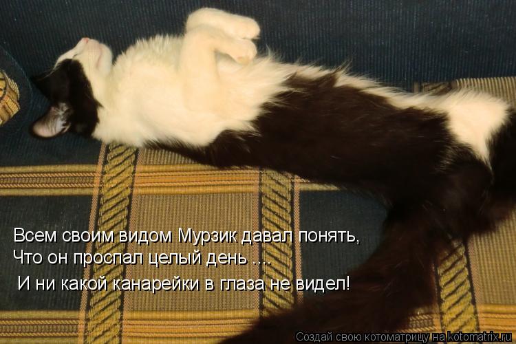 Котоматрица: Всем своим видом Мурзик давал понять,  Что он проспал целый день .... И ни какой канарейки в глаза не видел!