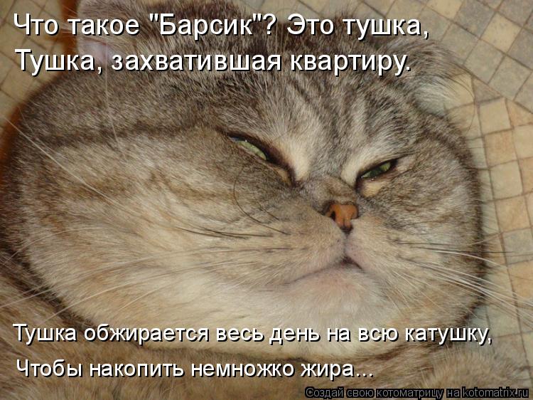 Что такое "Барсик"? Это тушка, Тушка, захватившая квартиру. Тушка обжирается весь день на всю катушк... Котоматрица: Что такое "Барсик"? Это тушка, Тушка, захватившая квартиру. Тушка обжирается весь день на всю катушку, Чтобы накопить немножко жира...