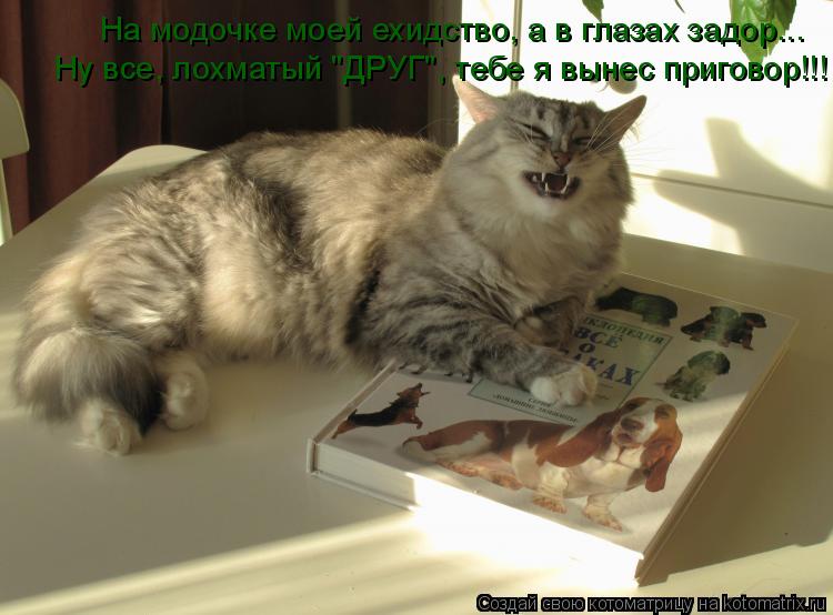 На модочке моей ехидство, а в глазах задор... Ну все, лохматый "ДРУГ", тебе я вынес приговор!!!... Котоматрица: На модочке моей ехидство, а в глазах задор... Ну все, лохматый "ДРУГ", тебе я вынес приговор!!!