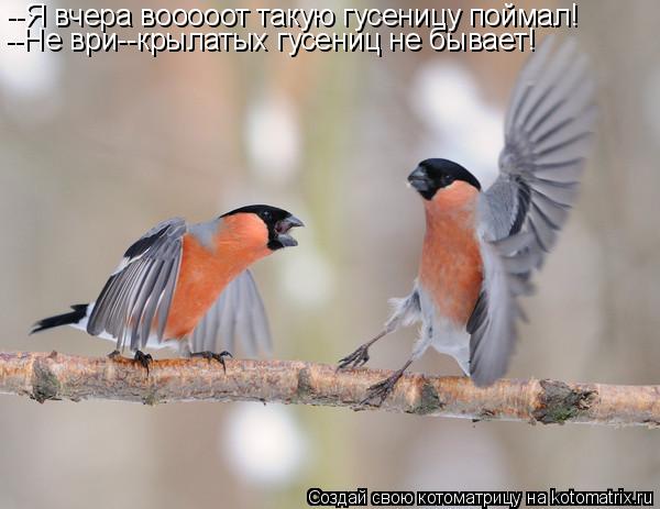 --Я вчера вооооот такую гусеницу поймал! --Не ври--крылатых гусениц не бывает!... Котоматрица: --Я вчера вооооот такую гусеницу поймал! --Не ври--крылатых гусениц не бывает!
