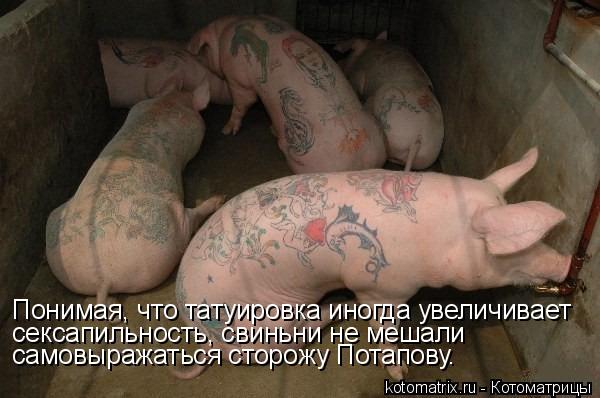 Понимая, что татуировка иногда увеличивает сексапильность, свиньни не мешали самовыражаться сторожу П... Котоматрица: Понимая, что татуировка иногда увеличивает сексапильность, свиньни не мешали самовыражаться сторожу Потапову.
