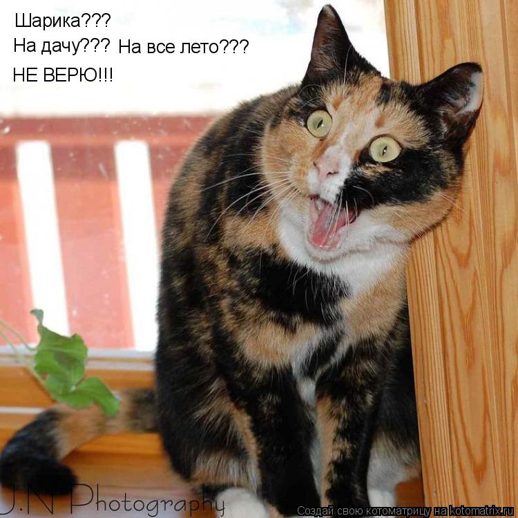 Шарика??? На дачу??? На все лето??? НЕ ВЕРЮ!!!... Котоматрица: Шарика??? На дачу??? На все лето??? НЕ ВЕРЮ!!!