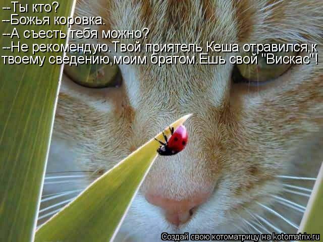 --Ты кто? --Божья коровка. --А съесть тебя можно? --Не рекомендую.Твой приятель Кеша отравился,к твое... Котоматрица: --Ты кто? --Божья коровка. --А съесть тебя можно? --Не рекомендую.Твой приятель Кеша отравился,к твоему сведению,моим братом.Ешь свой "Вискас"!