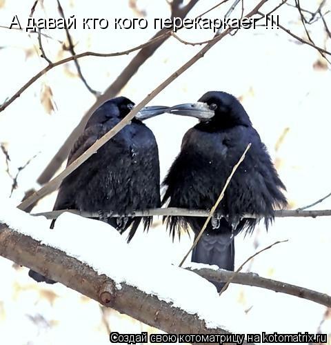А давай кто кого перекаркает !!!... Котоматрица: А давай кто кого перекаркает !!!