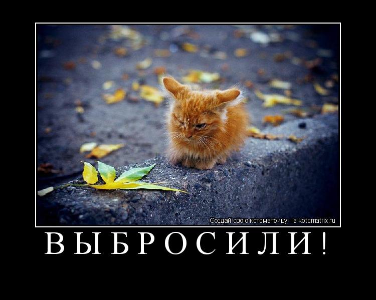 Котоматрица: выбросили! 