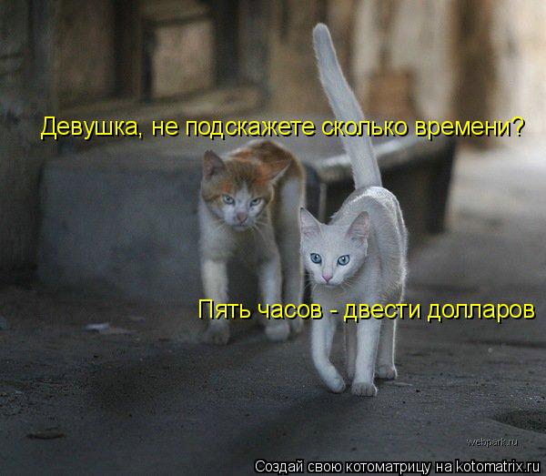 Девушка, не подскажете сколько времени? Пять часов - двести долларов... Котоматрица: Девушка, не подскажете сколько времени? Пять часов - двести долларов