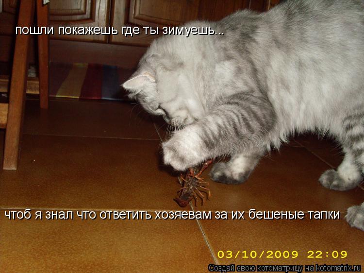 пошли покажешь где ты зимуешь... чтоб я знал что ответить хозяевам за их бешеные тапки... Котоматрица: пошли покажешь где ты зимуешь... чтоб я знал что ответить хозяевам за их бешеные тапки