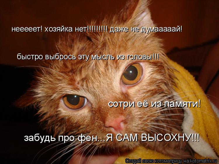 нееееет! хозяйка нет!!!!!!!!! даже не думааааай! быстро выбрось эту мысль из головы!!! сотри её из па... Котоматрица: нееееет! хозяйка нет!!!!!!!!! даже не думааааай! быстро выбрось эту мысль из головы!!! сотри её из памяти! забудь про фен...Я САМ ВЫСОХНУ!!!
