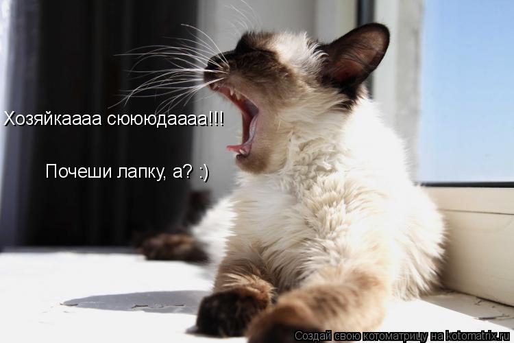 Хозяйкаааа сюююдаааа!!! Почеши лапку, а? :)... Котоматрица: Хозяйкаааа сюююдаааа!!! Почеши лапку, а? :)