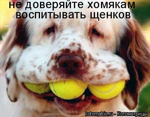 не доверяйте хомякам воспитывать щенков... Котоматрица: не доверяйте хомякам воспитывать щенков