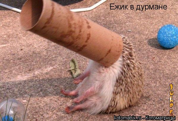 Ежик в дурмане... Котоматрица: Ежик в дурмане