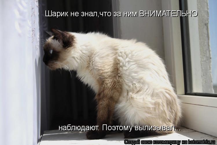 Шарик не знал,что за ним ВНИМАТЕЛЬНО наблюдают. Поэтому вылизывал...... Котоматрица: Шарик не знал,что за ним ВНИМАТЕЛЬНО наблюдают. Поэтому вылизывал...