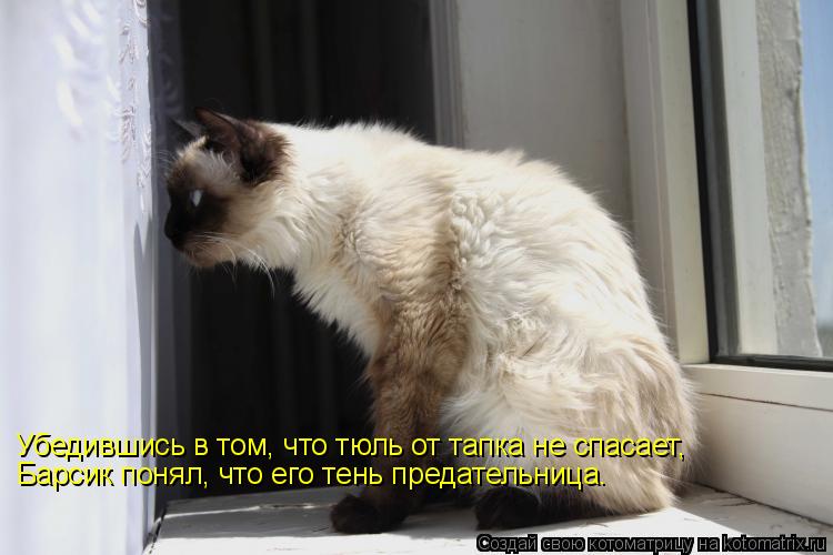 Убедившись в том, что тюль от тапка не спасает, Барсик понял, что его тень предательница.... Котоматрица: Убедившись в том, что тюль от тапка не спасает, Барсик понял, что его тень предательница.