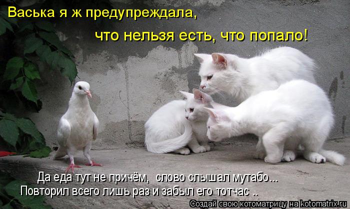 Котоматрица: Да еда тут не причём,  слово слышал мутабо... Повторил всего лишь раз и забыл его тотчас .. Васька я ж предупреждала,  что нельзя есть, что попал