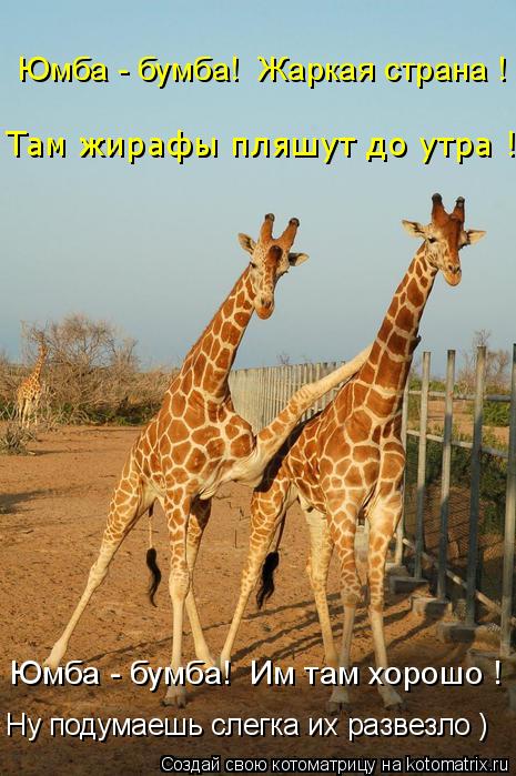 Котоматрица: Там жирафы пляшут до утра ! Юмба - бумба!  Жаркая страна ! Юмба - бумба!  Им там хорошо ! Ну подумаешь слегка их развезло )