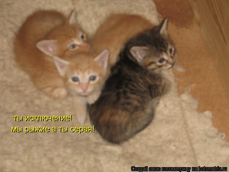 Котоматрица: ты исключение! мы рыжие а ты серая!