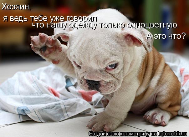 Котоматрица: я ведь тебе уже говорил Хозяин, что нашу одежду только одноцветную. А это что?