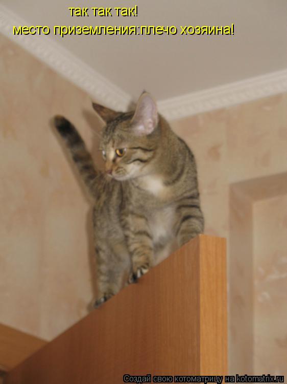 Котоматрица: так так так! место приземления:плечо хозяина!