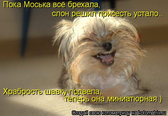 Котоматрица: Пока Моська всё брехала, слон решил присесть устало.. Храбрость шавку подвела, теперь она миниатюрная )